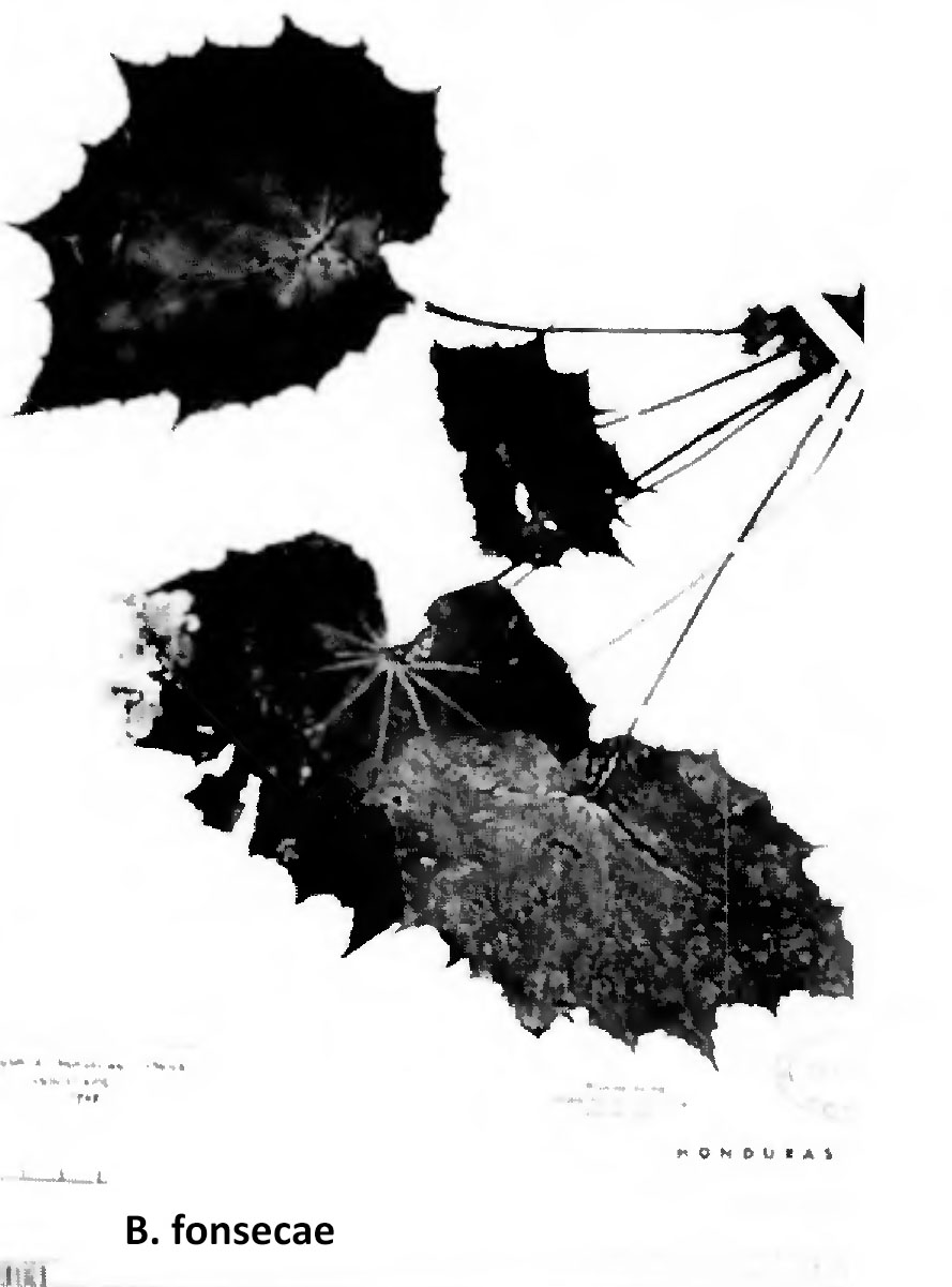 B. fonsecae